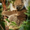 Koala - Phascolarctos cinereus o3355